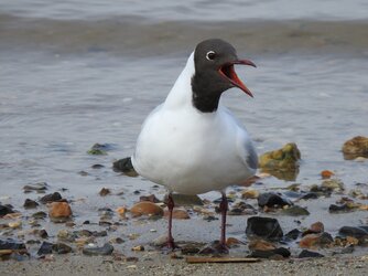 _copie-0_Gull.jpg _copie-0_Gull.jpg