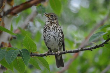 thrush.jpg thrush.jpg