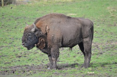 bison.jpg bison.jpg