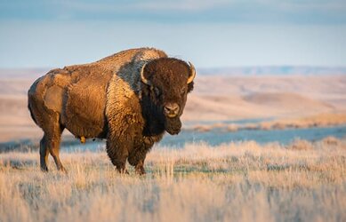 Bison.jpg Bison.jpg