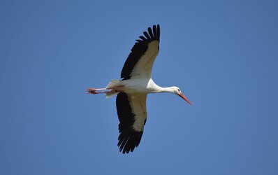 stork.jpg stork.jpg