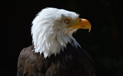 eagle.jpg eagle.jpg