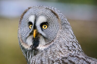owl.jpg owl.jpg