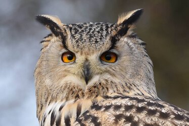 Owl2.jpg Owl2.jpg
