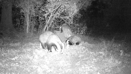badgers.JPG
