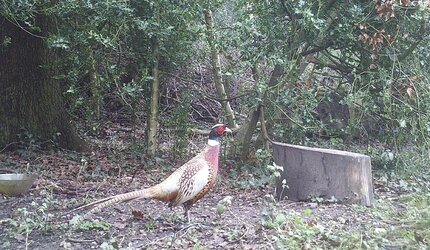 pheasant.jpg
