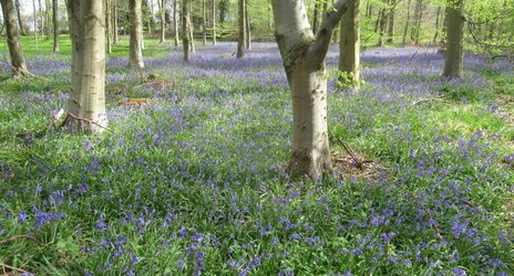 Bluebell wood - April 2022.jpg