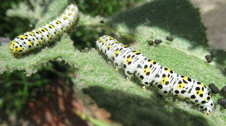 Mullein moth catapillars.jpg