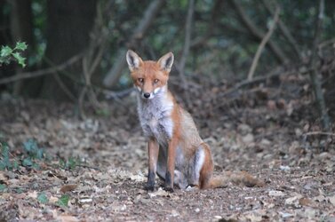 cub.jpg cub.jpg
