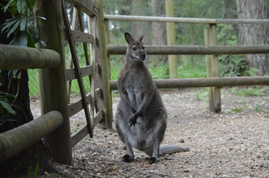 roo.jpg roo.jpg