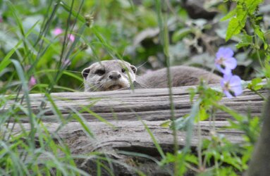 otter.JPG otter.JPG