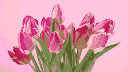 tulips.gif tulips.gif