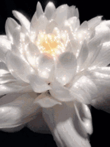 blossoming-lotus.gif blossoming-lotus.gif