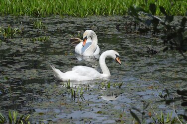 swans.jpg swans.jpg