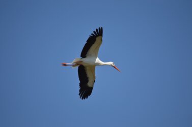 stork.jpg stork.jpg
