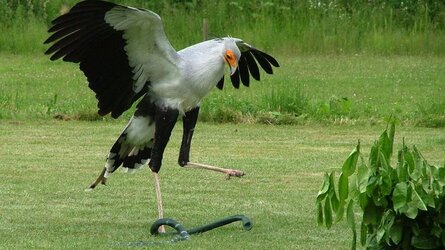 Secretary Bird.jpg Secretary Bird.jpg