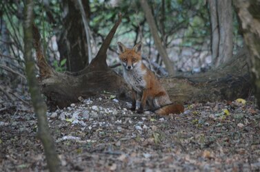 fox.jpg fox.jpg