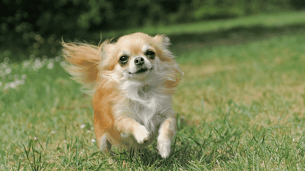 Long-Hair-Chihuahua-720x405.png Long-Hair-Chihuahua-720x405.png