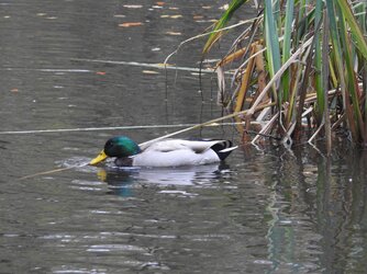 duck.jpg duck.jpg