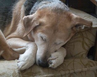 Old-man-nap.jpg Old-man-nap.jpg