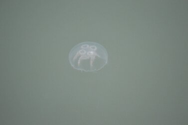 jelly.jpg jelly.jpg