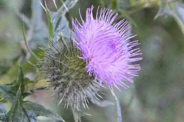 thistle.jpg thistle.jpg