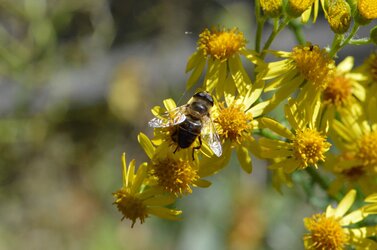bee.jpg bee.jpg