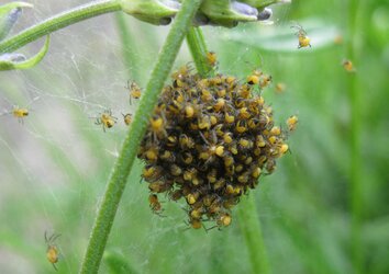 baby spiders.jpg baby spiders.jpg