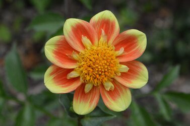 r and y flower.jpg r and y flower.jpg