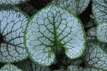 leaf.jpg leaf.jpg