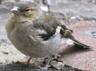 stunned fledgling.png stunned fledgling.png