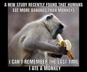 eat monkeys.jpeg
