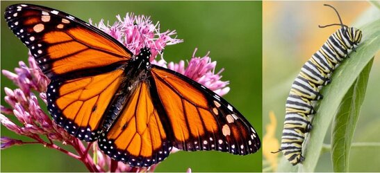 monarch-butterfly.jpg monarch-butterfly.jpg