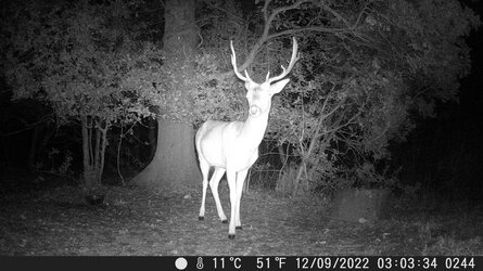 stag.jpg stag.jpg