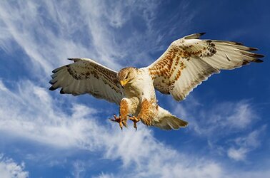 Ferruginous Hawk attack.jpg