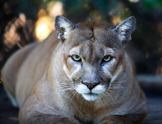 Florida Panther.jpg