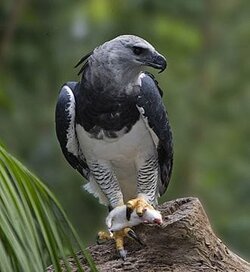 Harpy Eagle.jpg