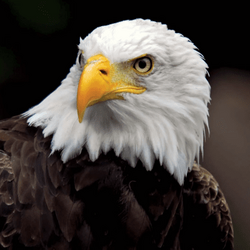 Image1.png