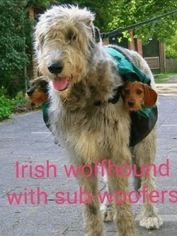 5l4U3rfpju.png