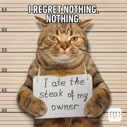 cat.jpeg