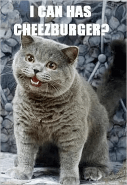 Cheeseburger Cat.png