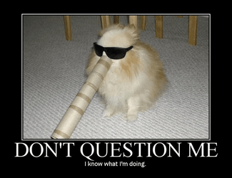 Cat knows what he's doing..png