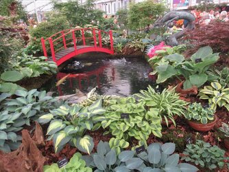 Chelsea 2023 - Pavilion - Hostas.jpg Chelsea 2023 - Pavilion - Hostas.jpg