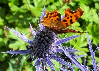 Comma reduced.jpg Comma reduced.jpg