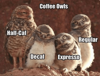 coffee owl meme.png