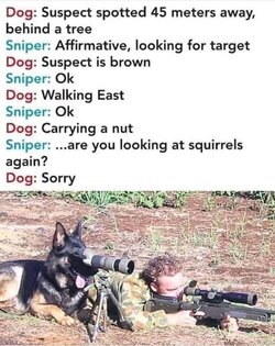 dog.JPG