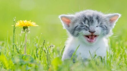 Funny-Cat-Vidoes.jpg