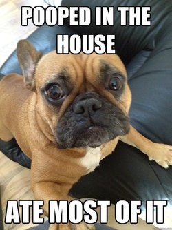 Funny-Bulldog-Memes-4.jpg