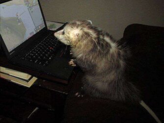 Possum.jpg