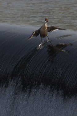 Duck Surfing.jpg